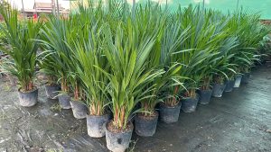 Cây Cau Bẹ Đỏ