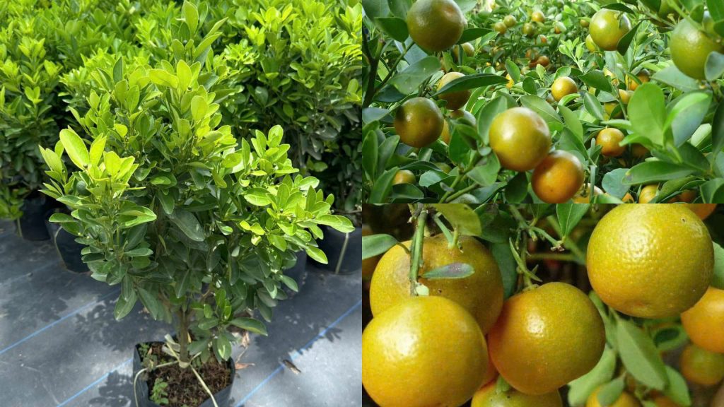 Cây Giống Tắc Chua (Hạnh Chua)