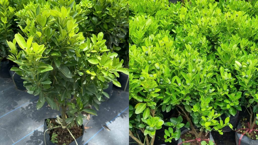 Cây Giống Tắc Chua (Hạnh Chua)