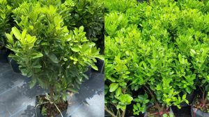 Cây Giống Tắc Chua (Hạnh Chua)