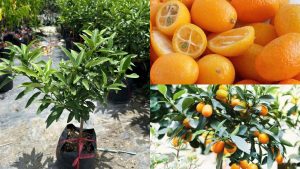 Cây Giống Tắc Ngọt (Tắc Mỹ)