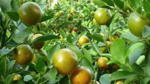 Cây Giống Tắc Chua (Hạnh Chua)