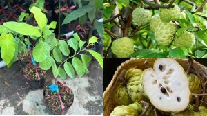 Cây Giống Na Thái