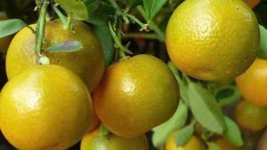 Cây Giống Tắc Chua (Hạnh Chua)