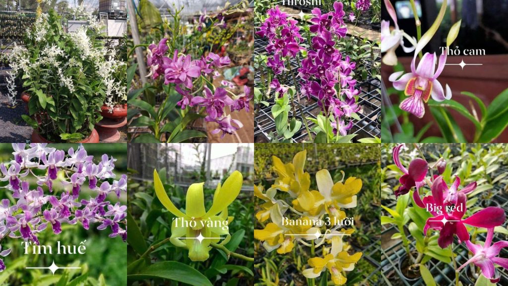 Hoa Lan Dendro Nắng