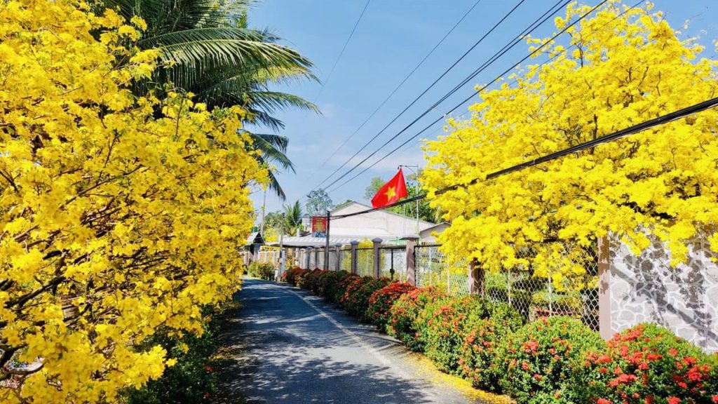 Hoa Mai