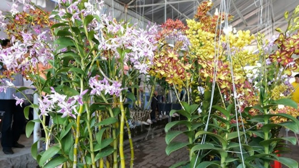 Hoa Lan Dendro Nắng