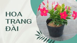 Hoa Trang Đài