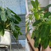 Cây Trầu Bà Tỷ Phú Var