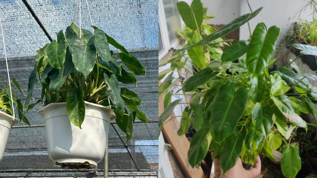 Cây Trầu Bà Tỷ Phú Var