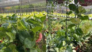Cây Trầu Bà Sữa Treo
