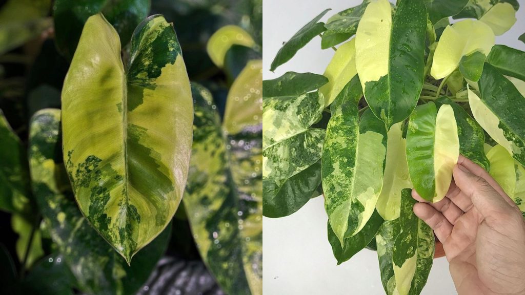Cây Trầu Bà Tỷ Phú Var