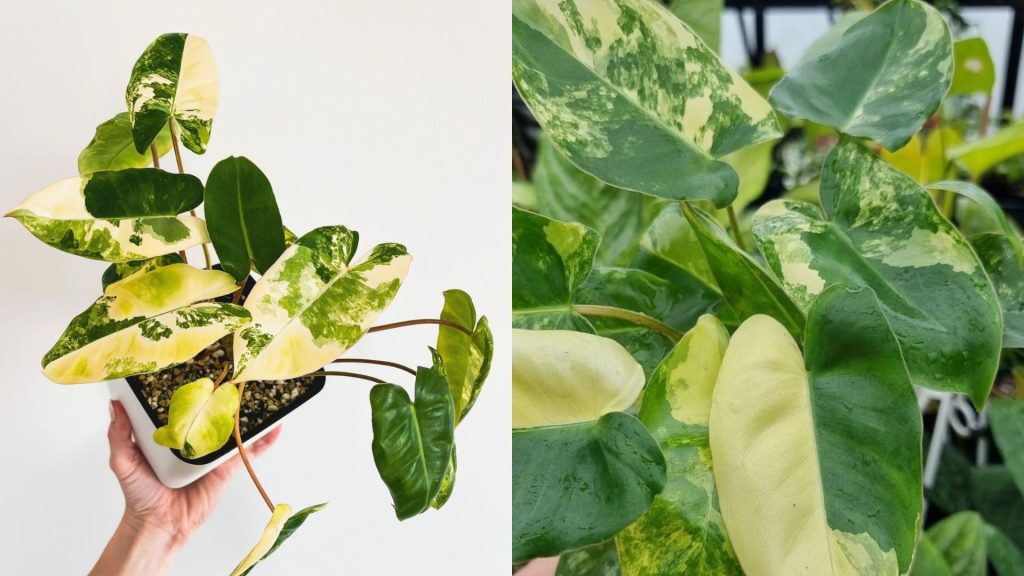 Cây Trầu Bà Tỷ Phú Var
