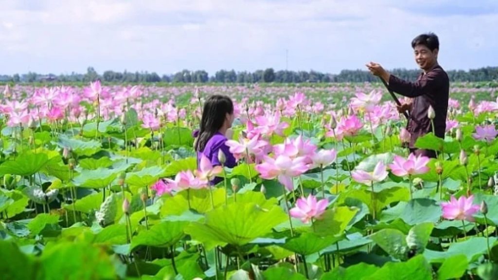 Hoa Sen Đồng Tháp