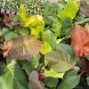 Trầu Bà Đế Vương Đỏ