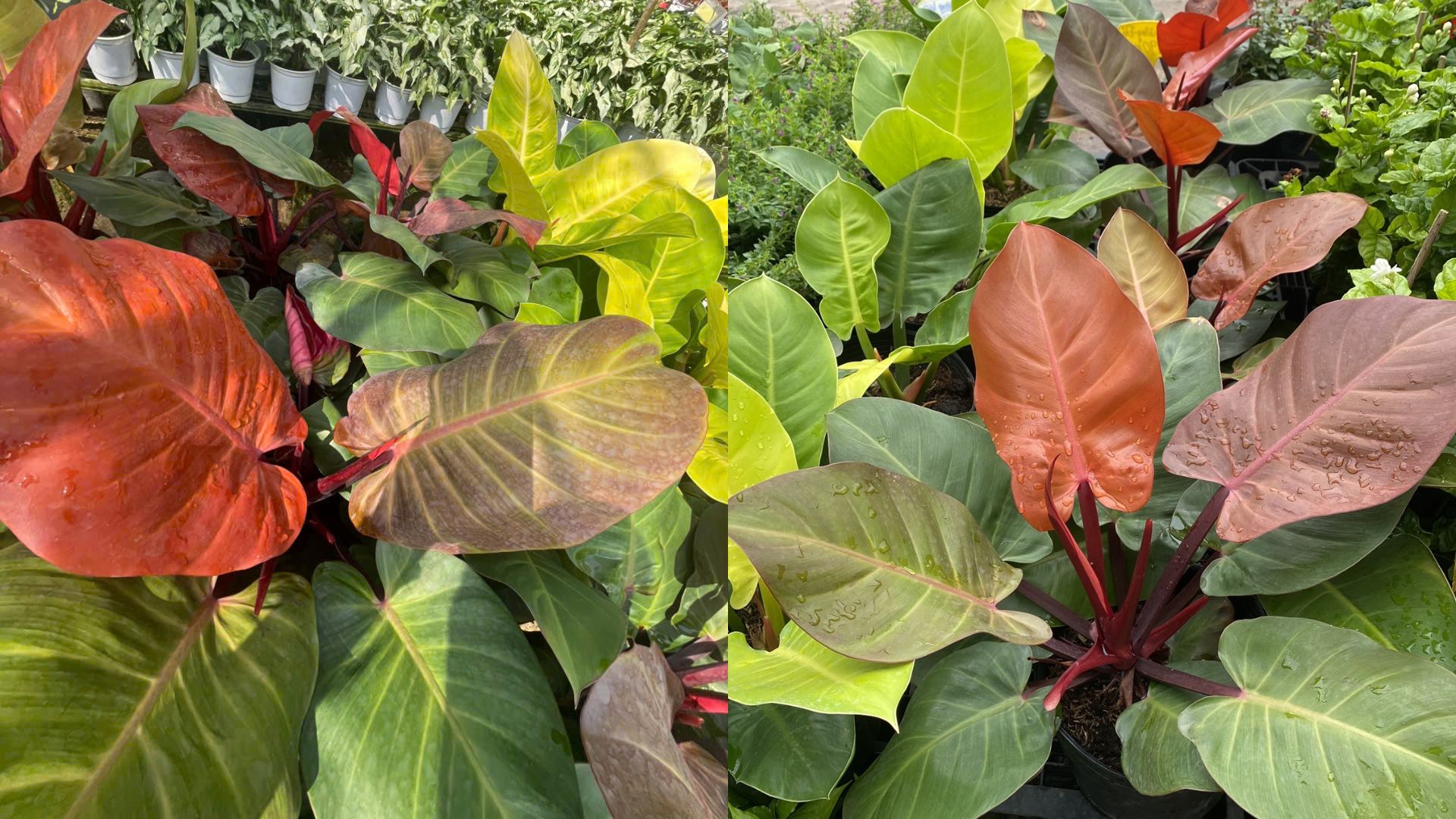 Trầu Bà Đế Vương Đỏ
