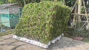 Tường Cây Si 2 Mặt
