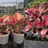 Cây Vạn Lộc Đỏ