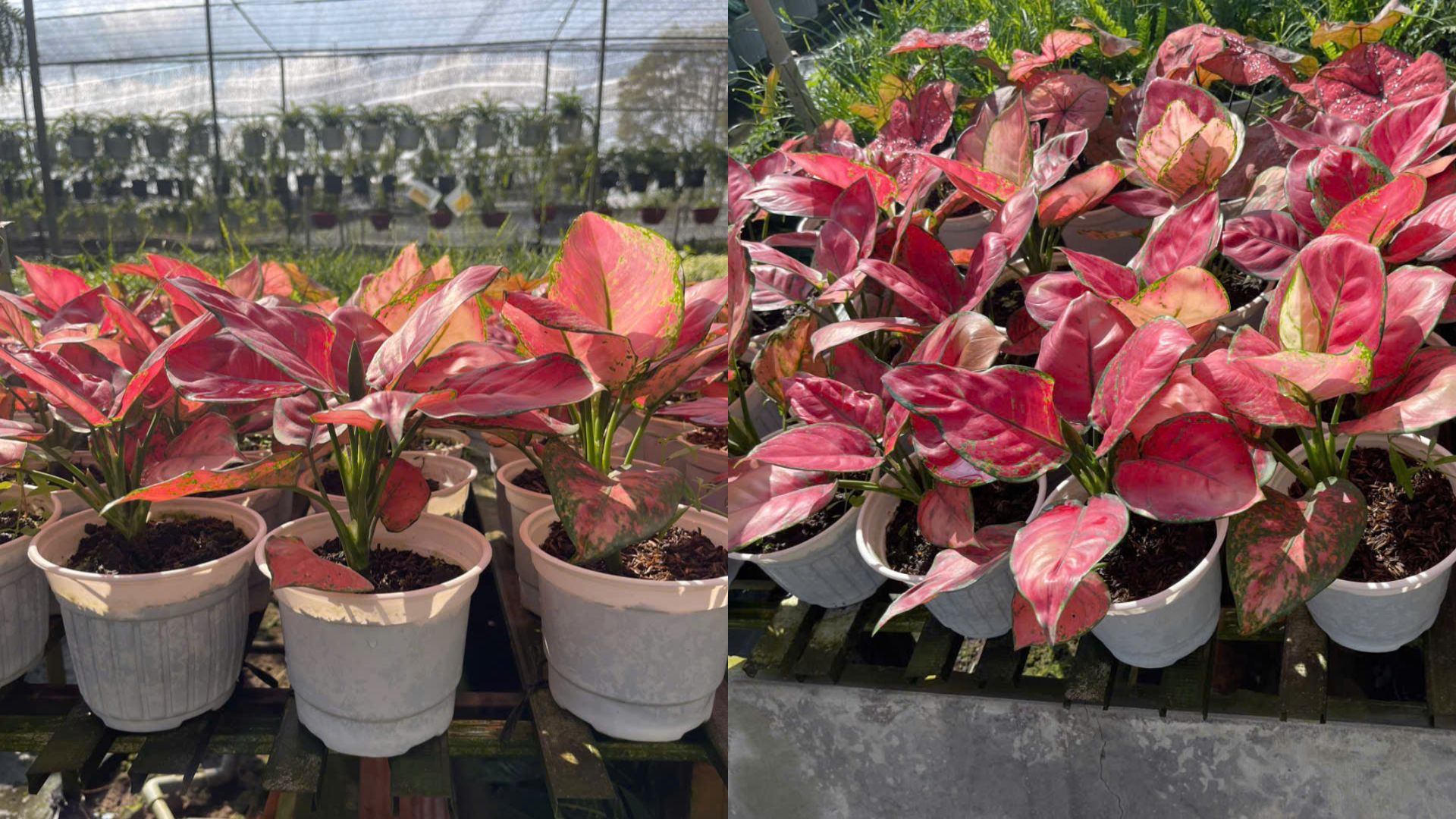Cây Vạn Lộc Đỏ