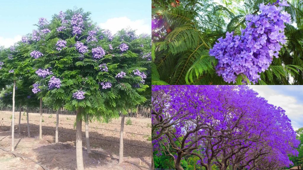 Cây Phượng Tím
