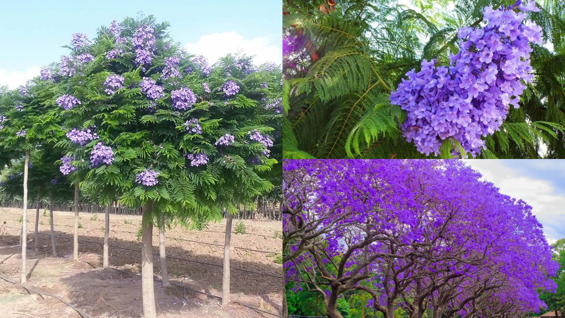 Cây Phượng Tím