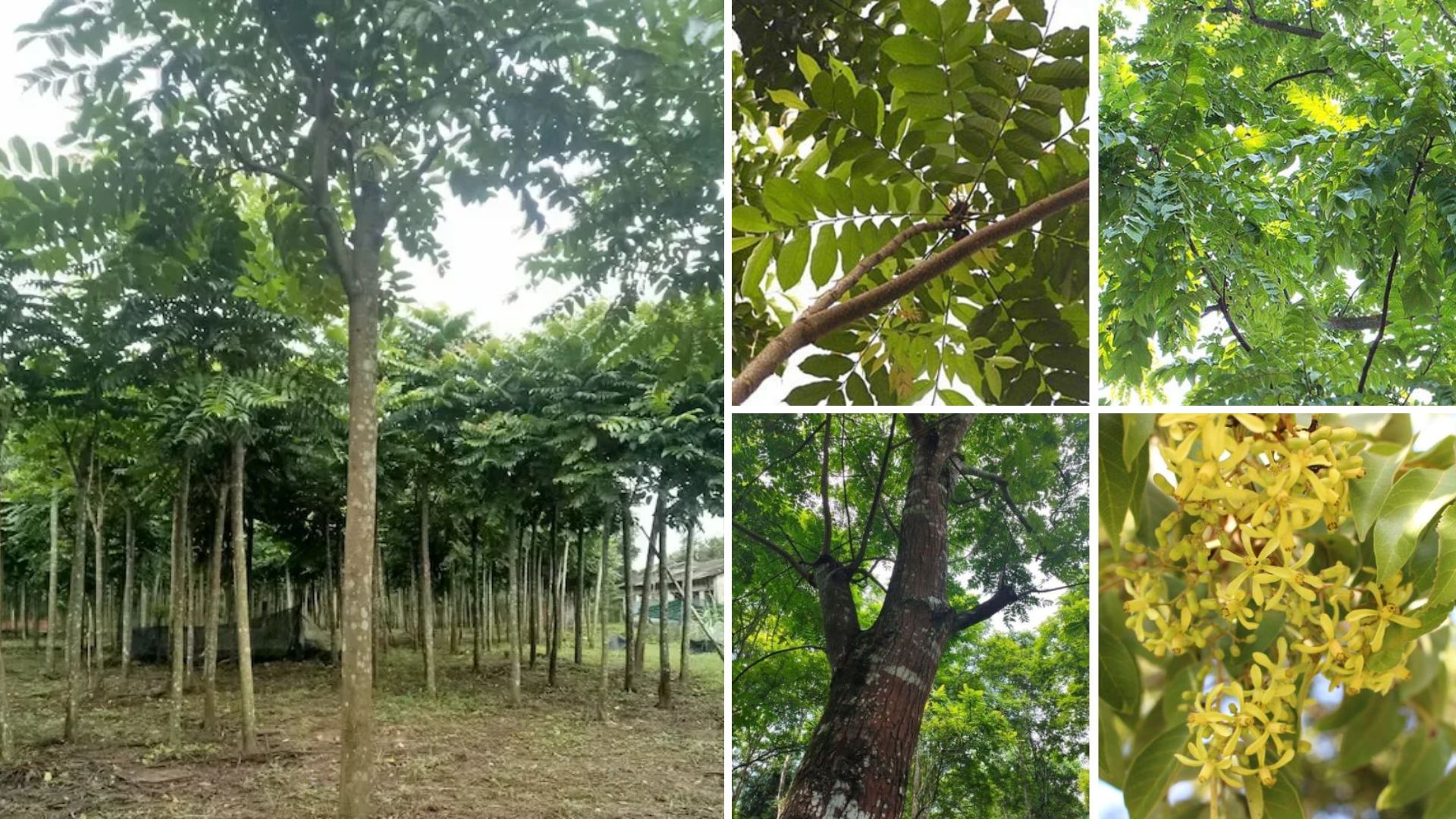 Cây Lát Hoa
