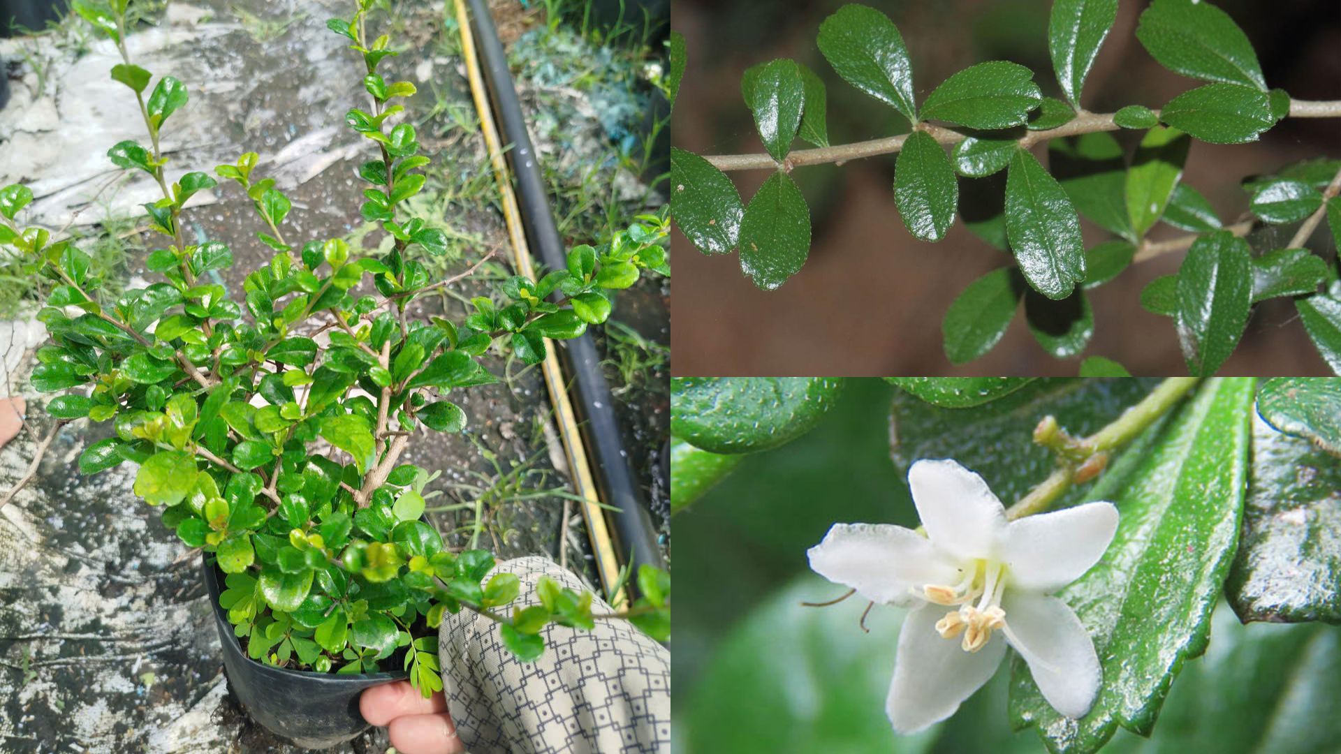 Cây Bùm Sụm