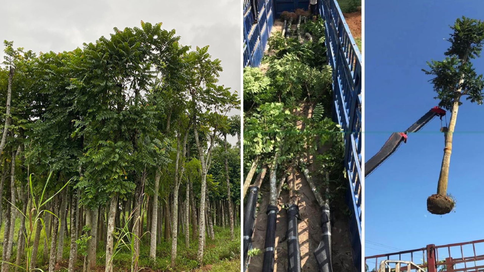 Cây Lát Hoa 4 Cây Lát Hoa