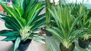 Cây Giữ Tiền Thái