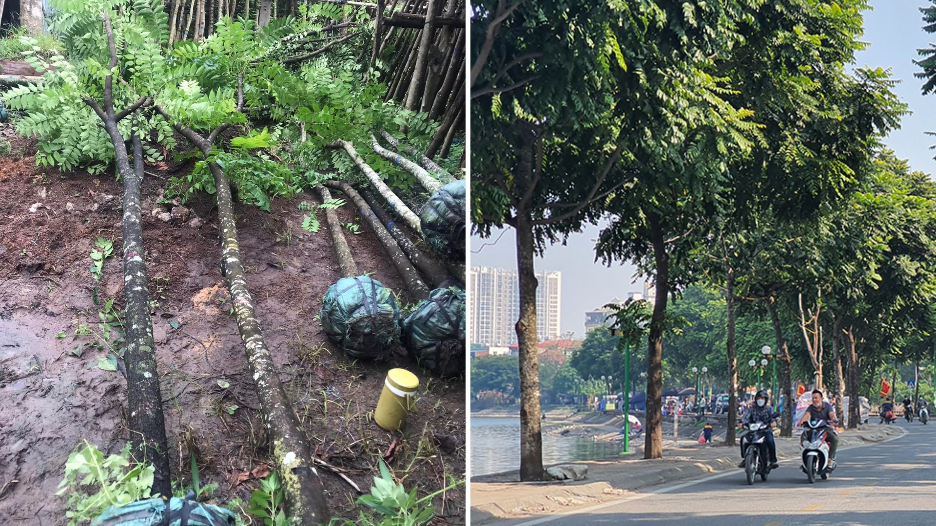 Cây Lát Hoa 5 Cây Lát Hoa